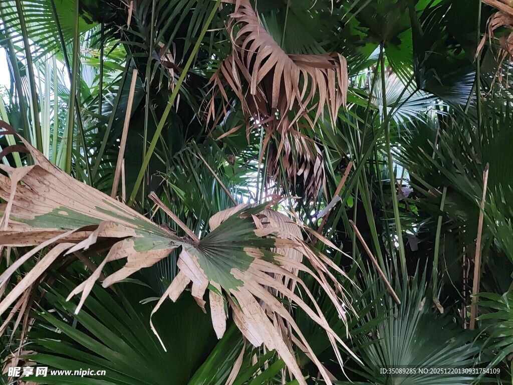 热带植物景观特写