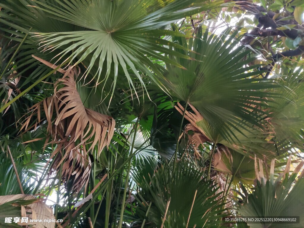 繁茂的棕榈树景观