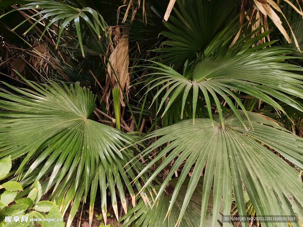 翠绿蒲葵叶尽显自然生机