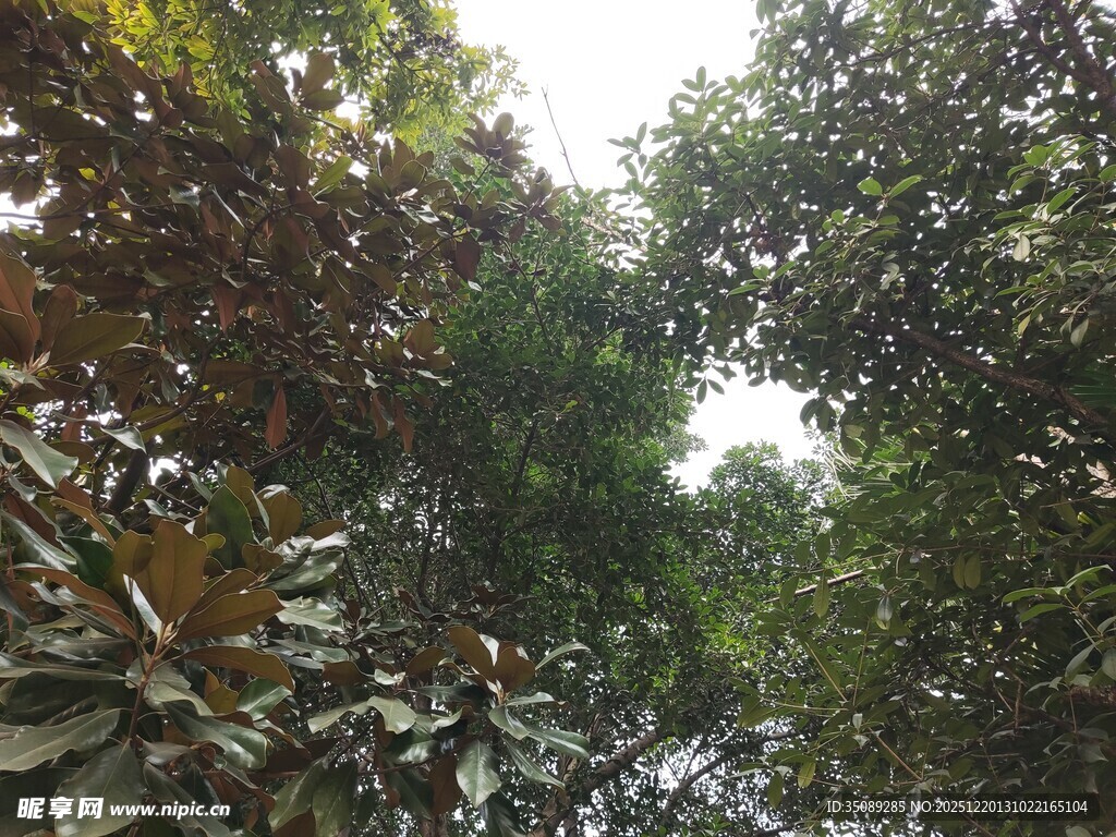 茂密树林绿意盎然