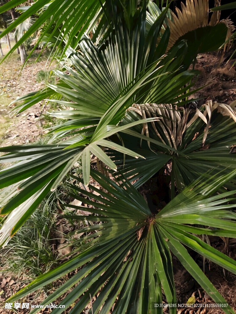 翠绿棕榈叶特写