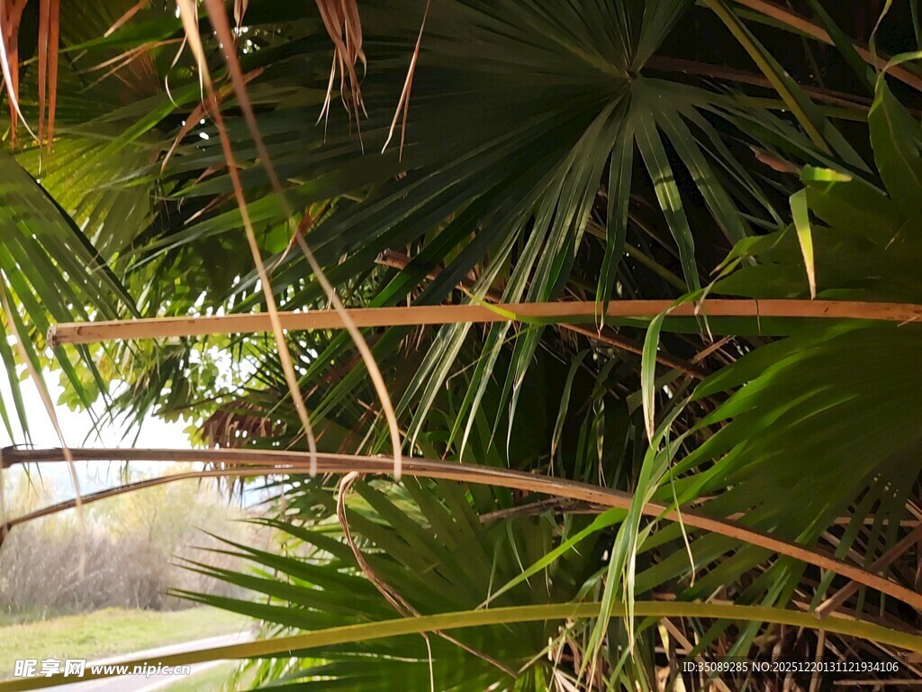 热带植物景观特写