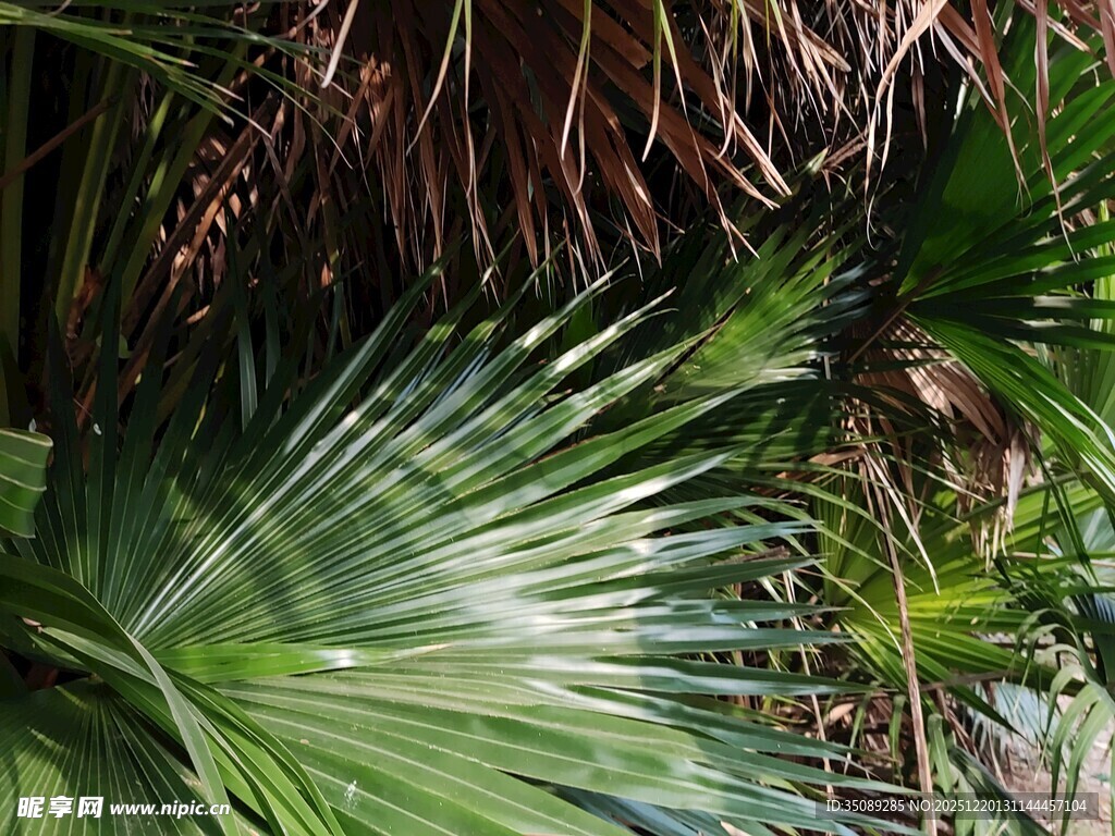 翠绿棕榈叶尽显自然生机