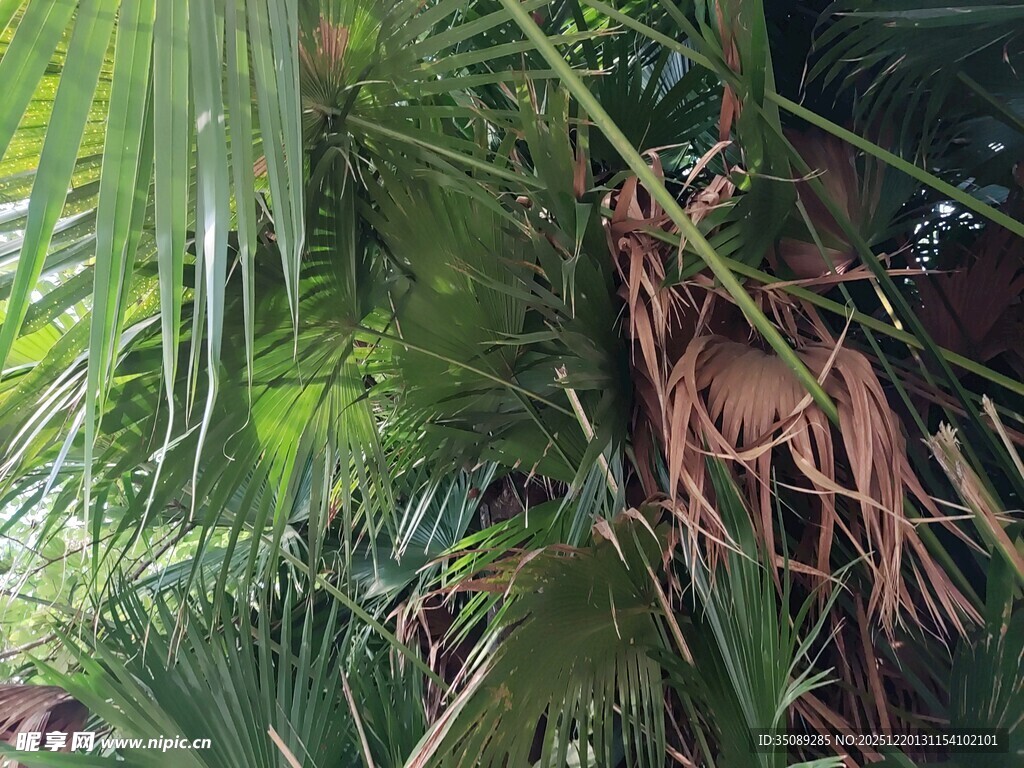 茂密丛林中的多样植物