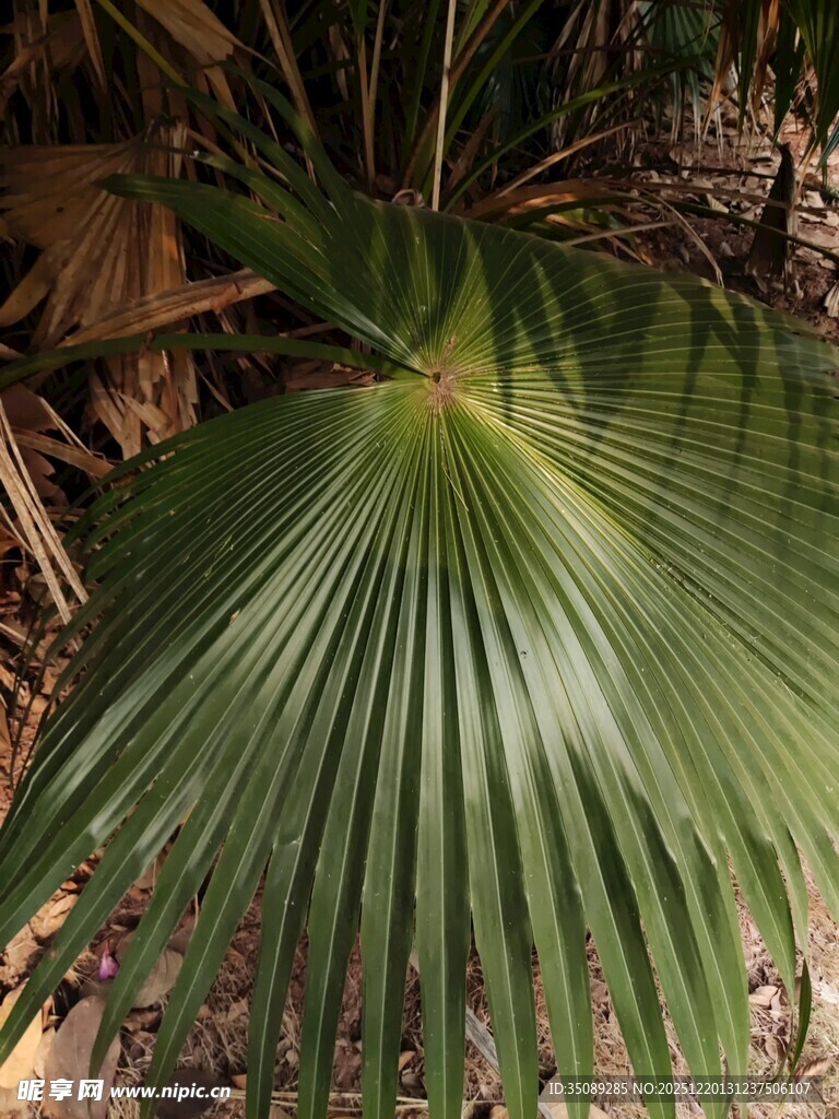扇形棕榈叶特写