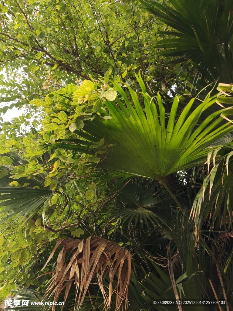 翠绿繁茂的热带植物景观