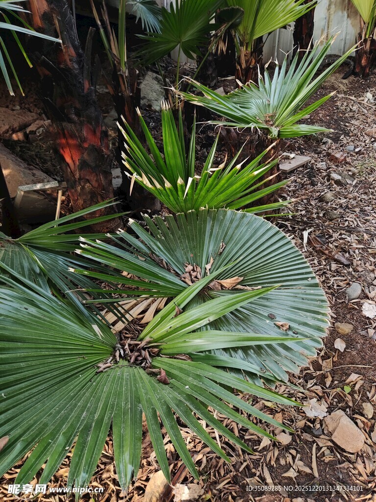 庭院中的翠绿扇形棕榈叶