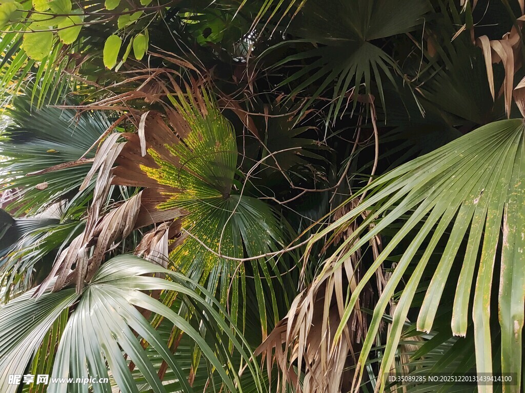 热带棕榈植物景观