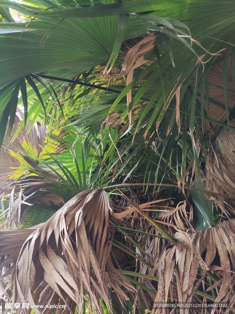 繁茂绿植下的枯萎叶片