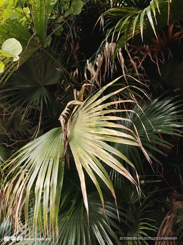 热带棕榈叶特写