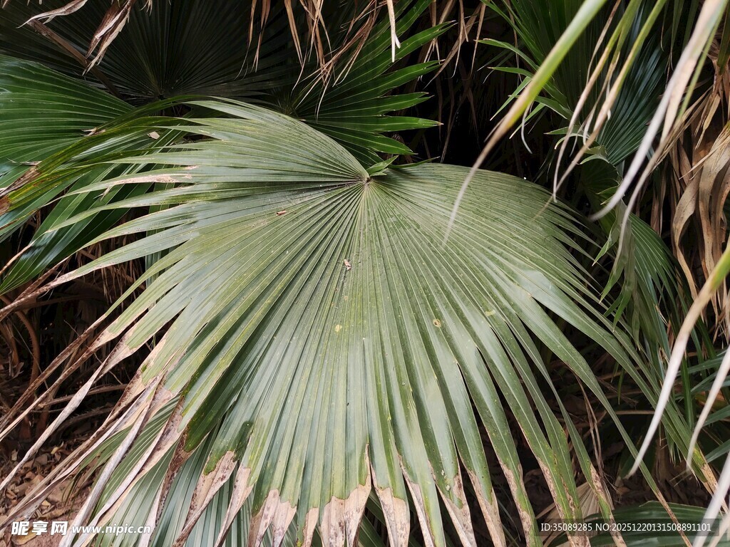 扇形棕榈叶特写