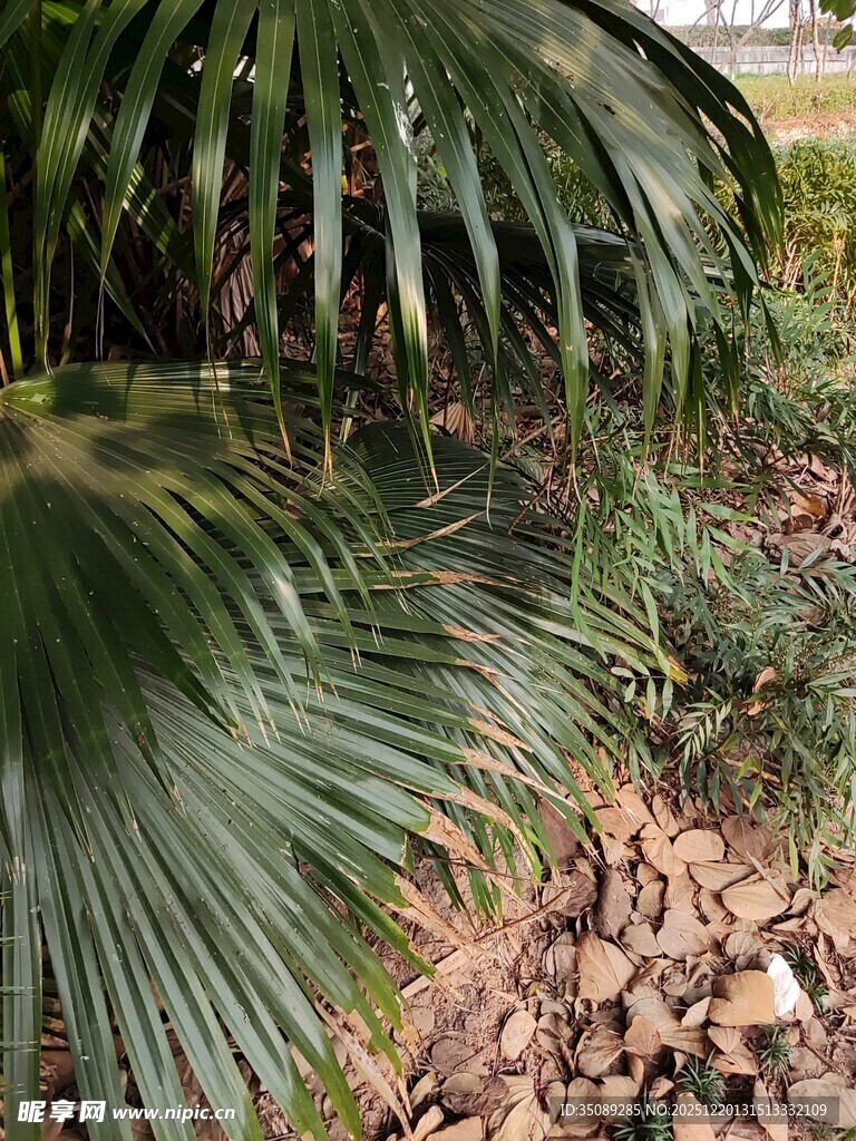 棕榈植物与碎石景观