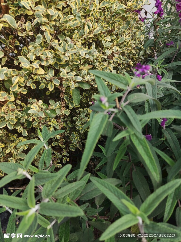 绿叶繁花的自然景致