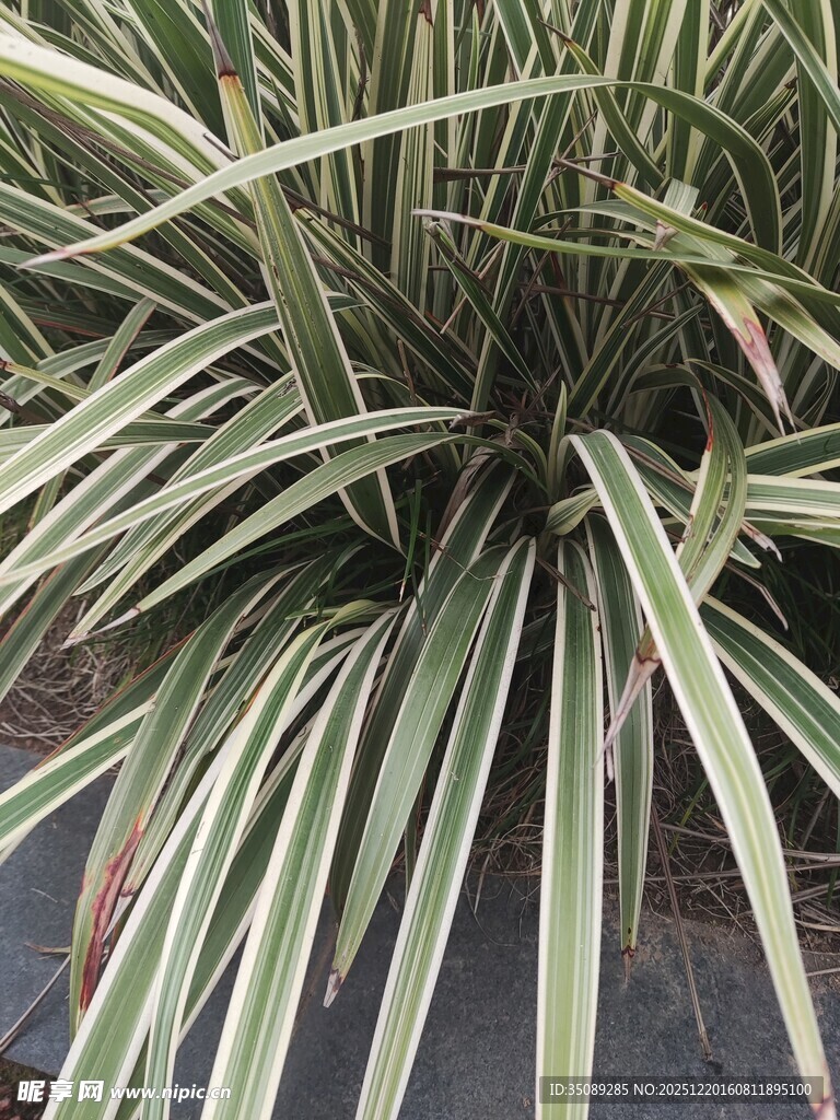 细长叶片的绿植特写