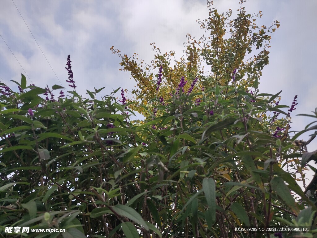 繁茂绿植天空下的生机景象