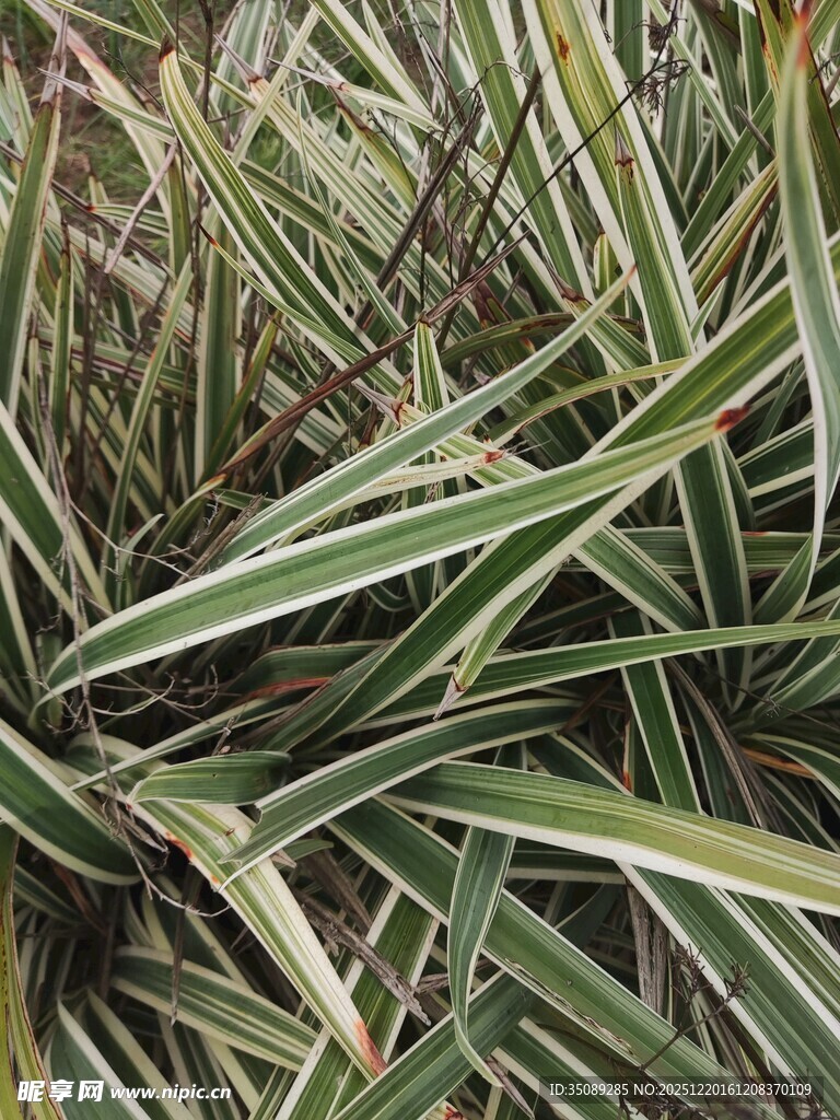 条纹叶片植物特写