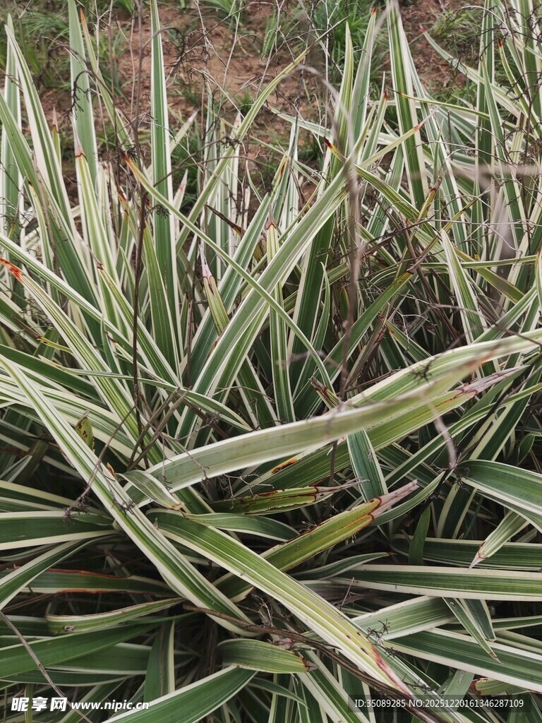 条纹绿叶植物特写