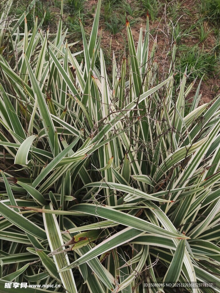 条纹绿叶植物特写