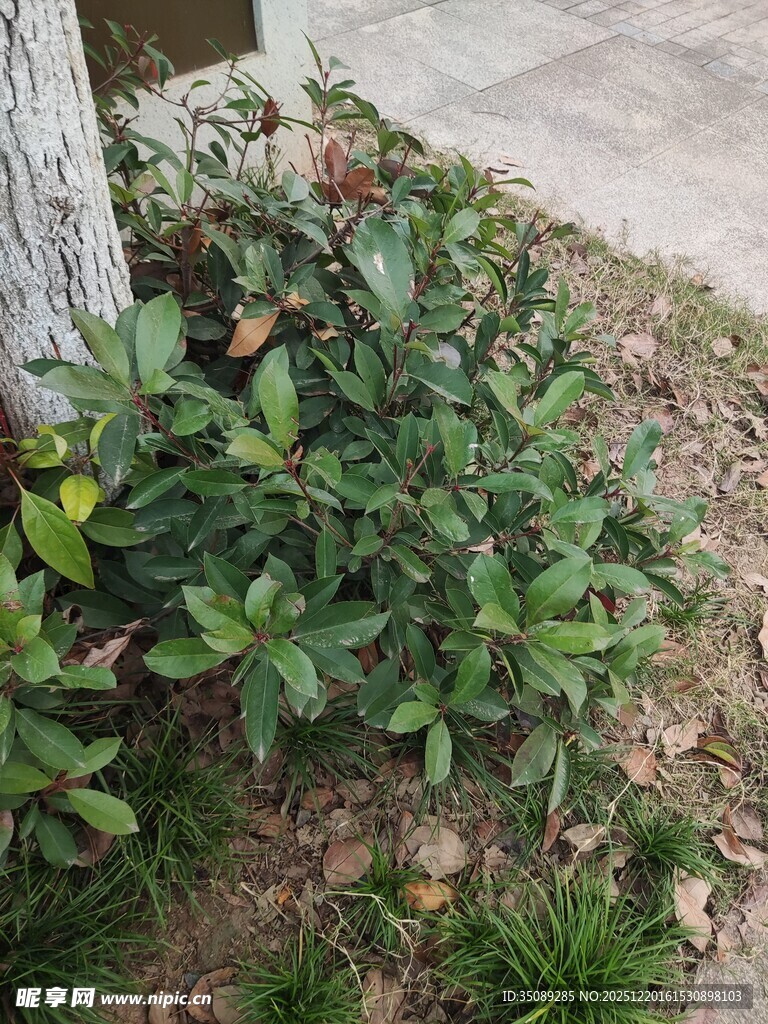 树下绿意盎然的灌木丛