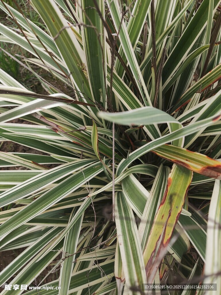 条纹叶片植物特写