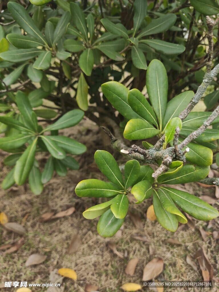 绿叶繁茂的植物景观