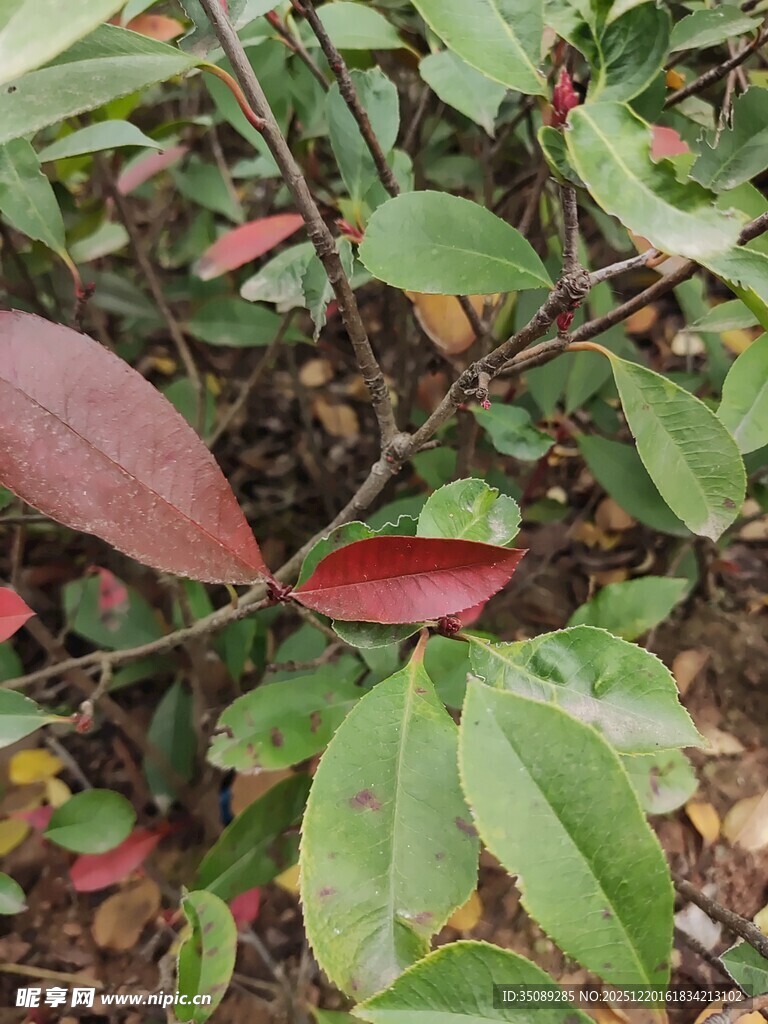红叶绿叶交织的植物景观