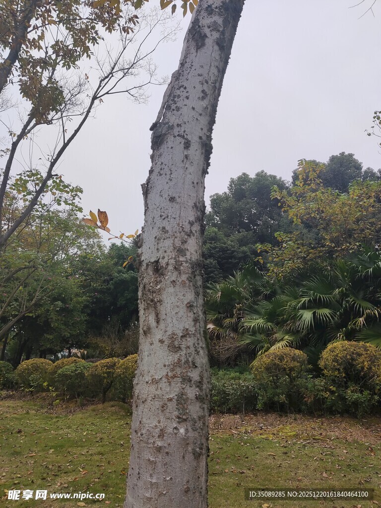 户外树木与植被景观