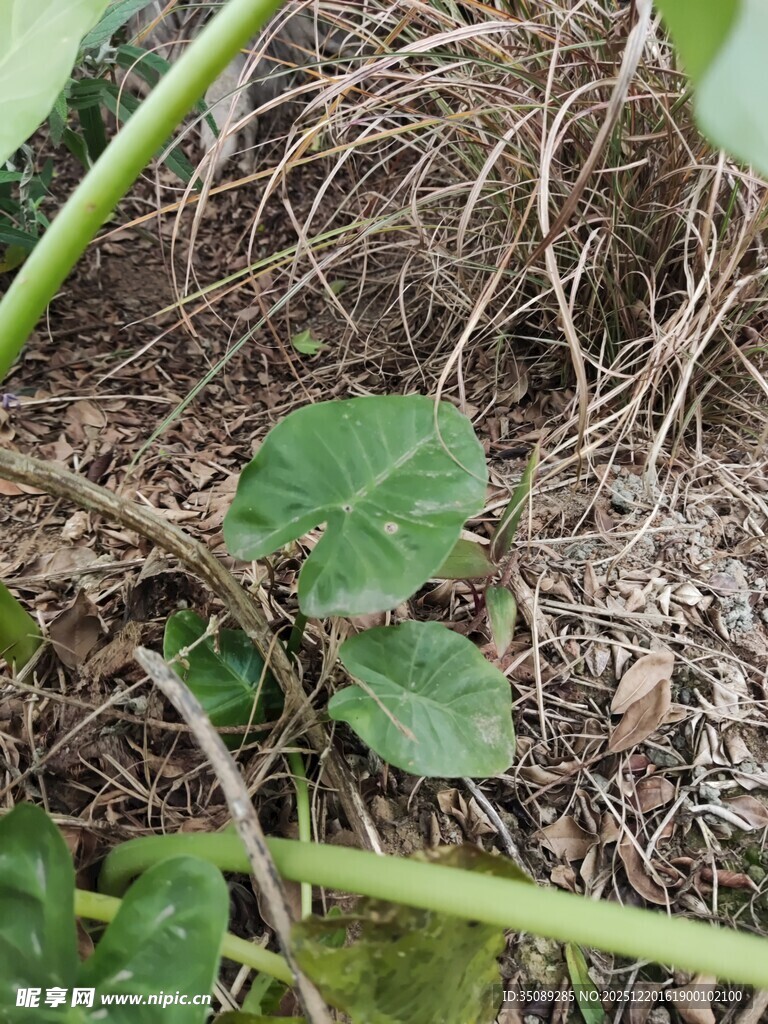 地面生长的嫩绿植物