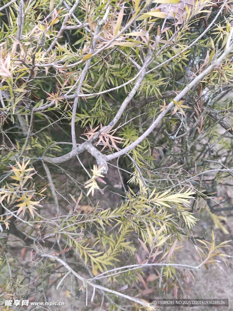 枝叶间隐蔽的景象