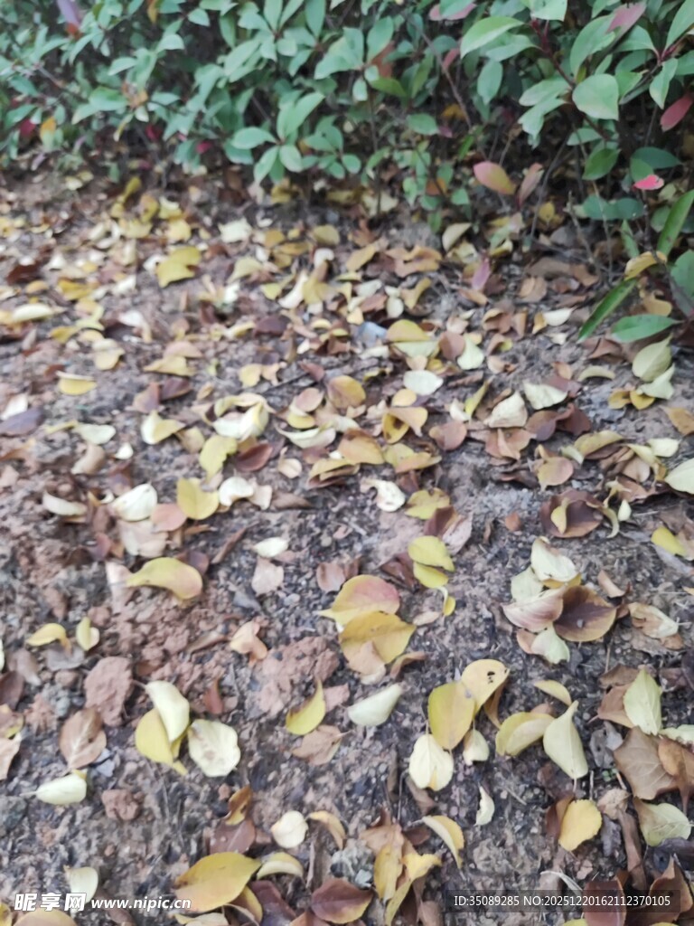 落叶铺地的自然景象