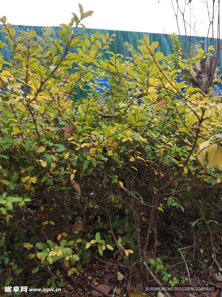 繁茂绿植生机盎然的景象