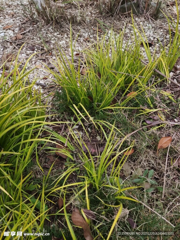 嫩绿草丛中的生机景象