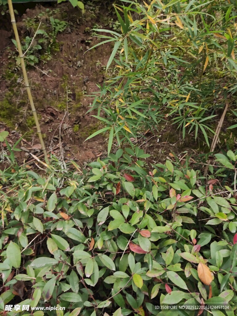 繁茂绿植展现自然生机