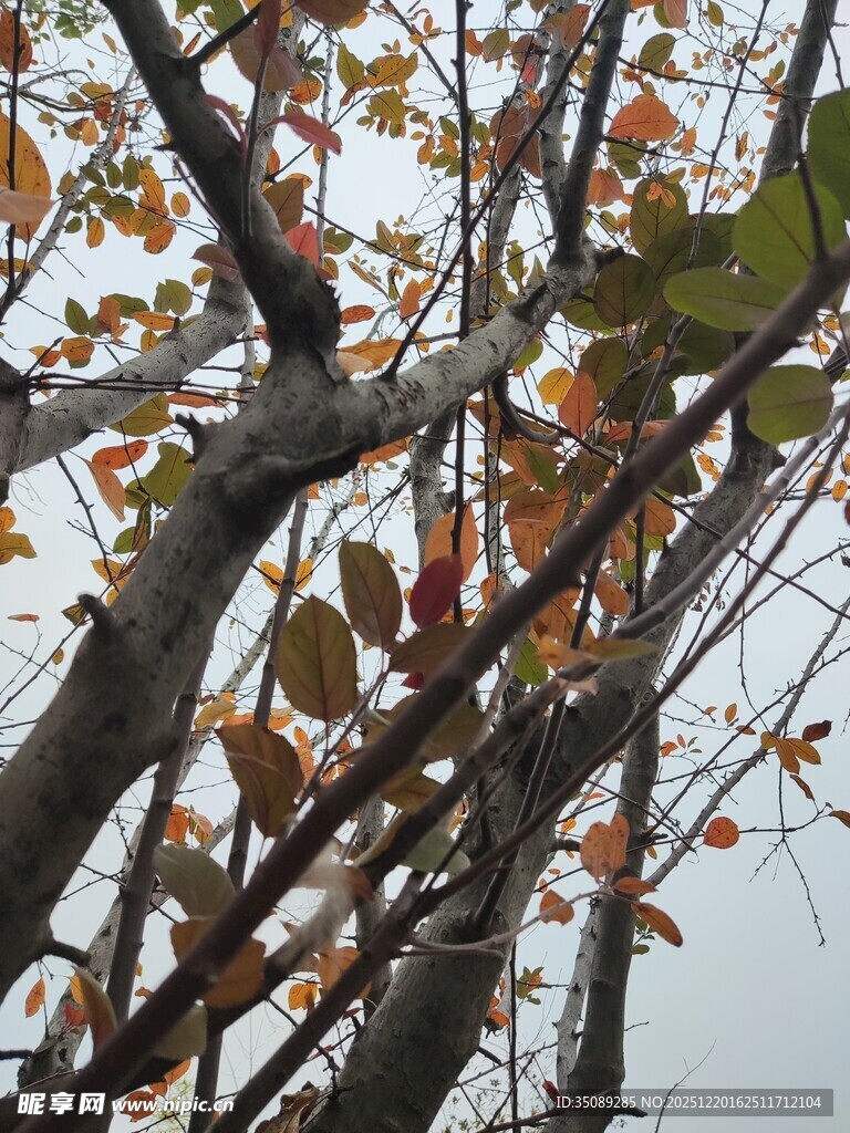 秋日枝头斑斓树叶