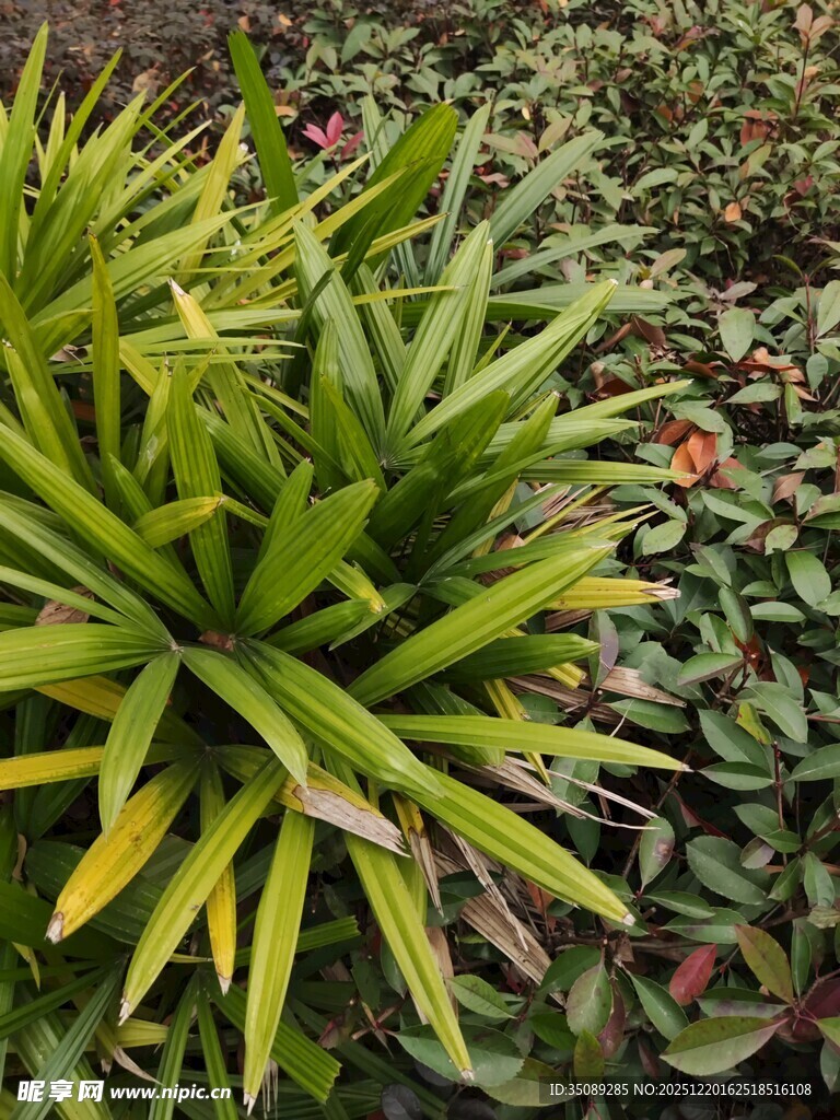 翠绿凤梨植物特写