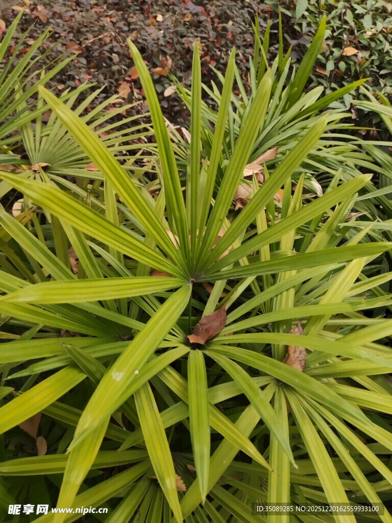 翠绿舒展的丛生植物