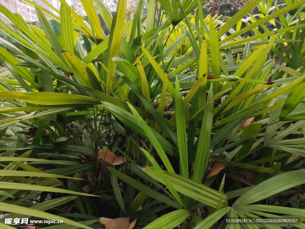 翠绿繁茂的热带植物景观