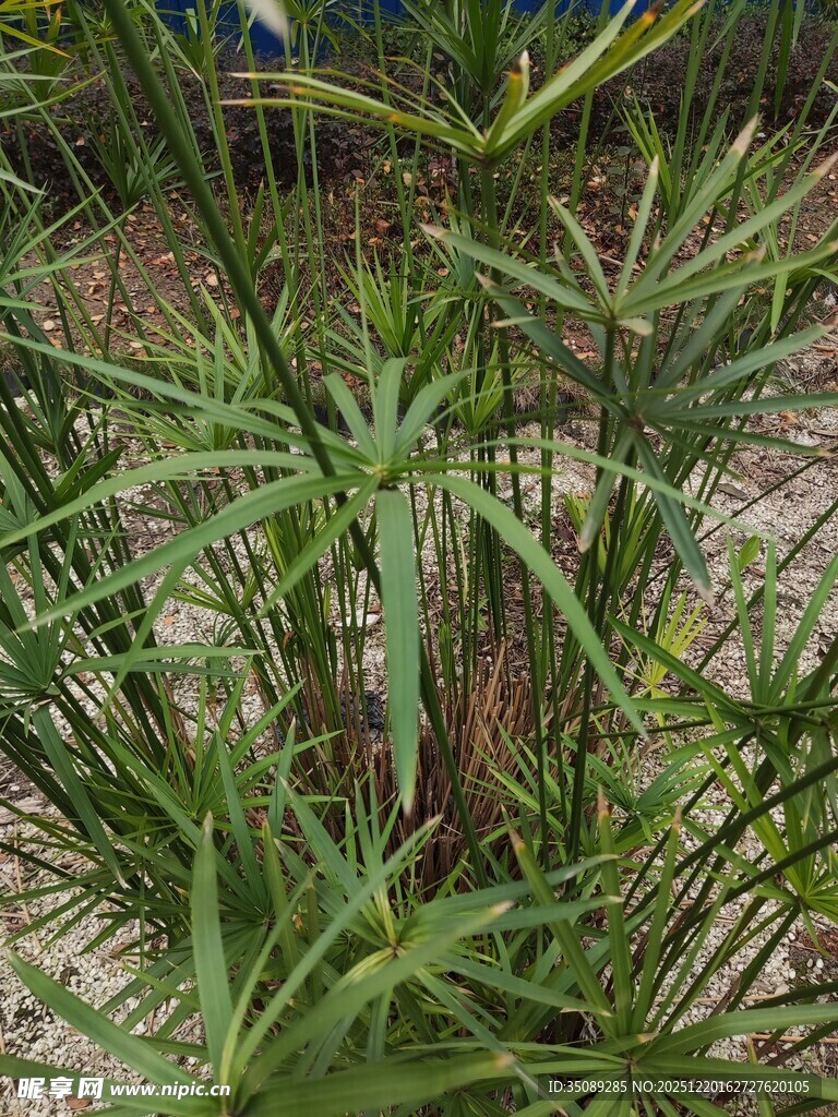 翠绿丛生植物景观
