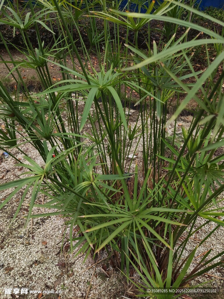 翠绿水生植物特写