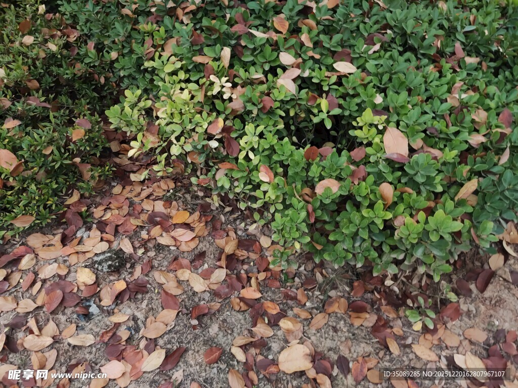 地面绿植与落叶景象