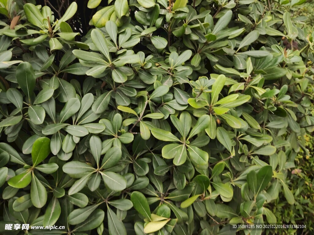 翠绿繁茂的灌木丛