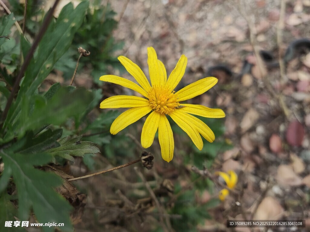 黄色小花绽放于草丛间