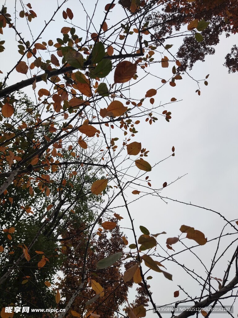 秋日枝头斑斓树叶景象