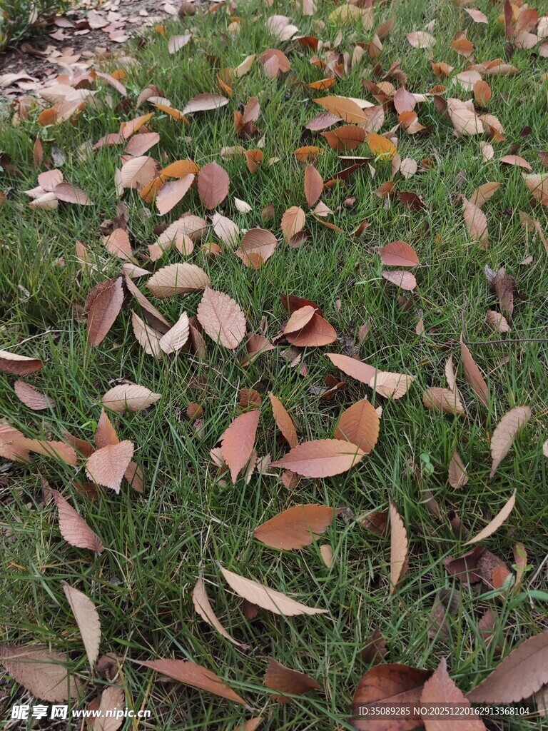 草地上散落的多彩秋叶