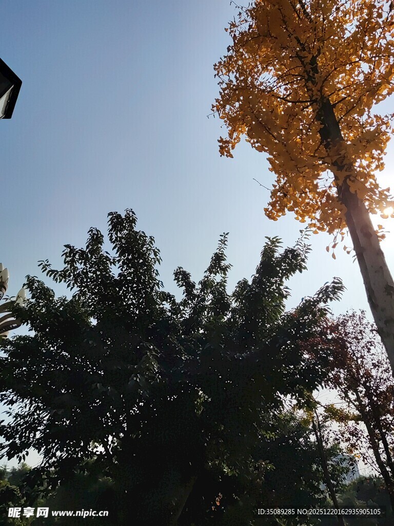 秋日挺拔银杏树与绿树