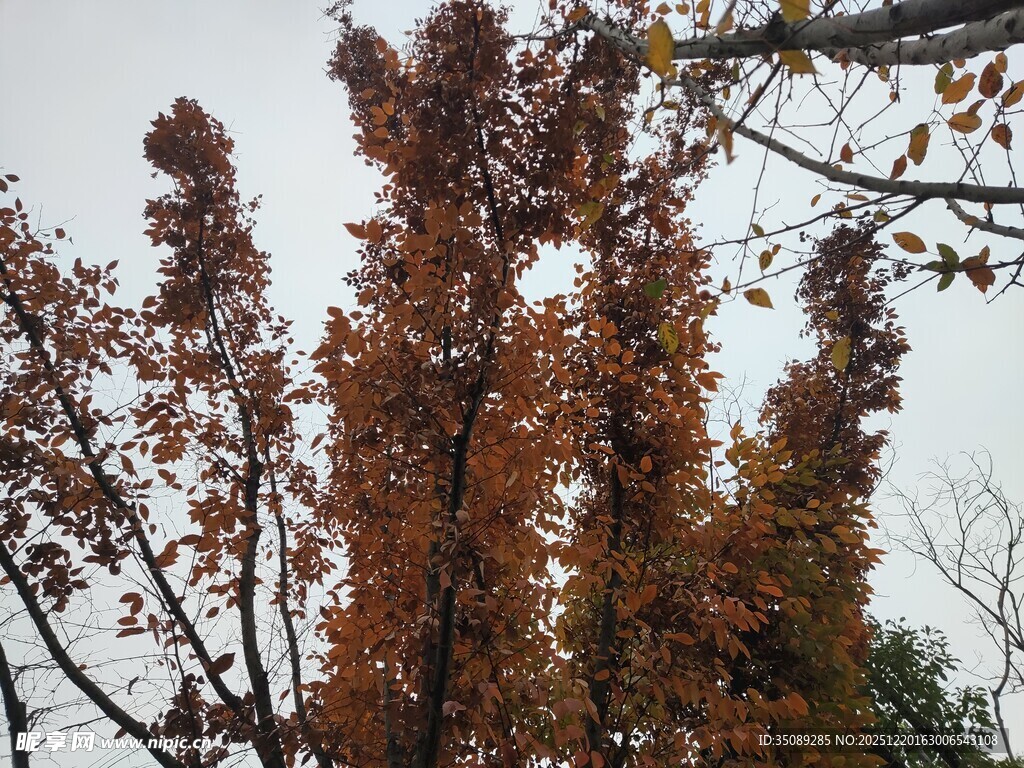 秋日树梢斑斓树叶