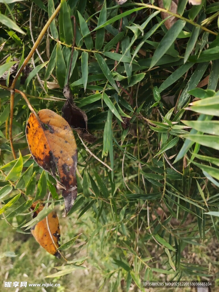 草丛中的橙色小鸟