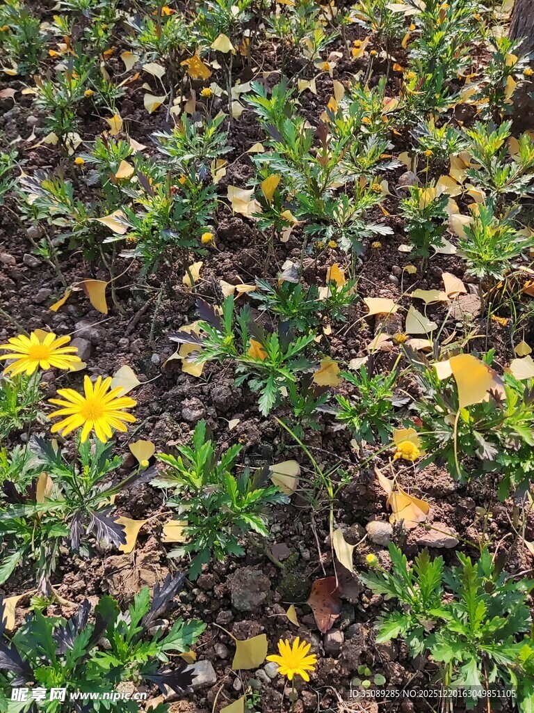 地上绽放的黄色小花