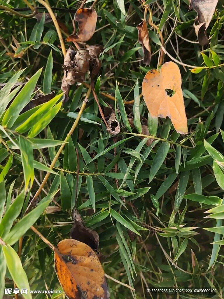 绿叶间的枯黄叶片