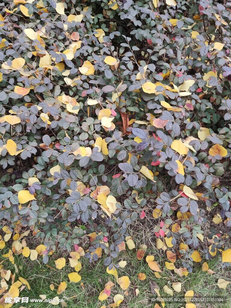 地面五彩落叶景观